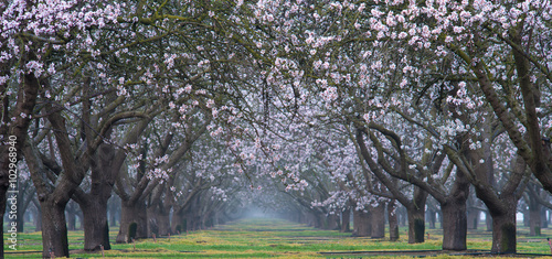 Fotografija Blooming Season in California