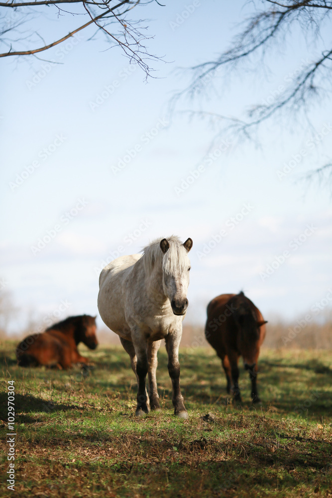 Fototapeta premium 自然の中の馬