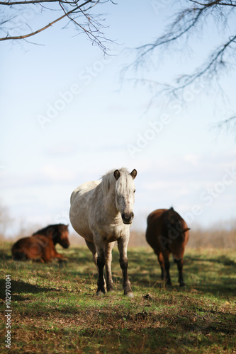 Fototapeta Naklejka Na Ścianę i Meble -  自然の中の馬