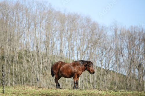 自然の中の馬