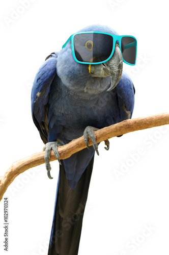 Funny animal portrait of a blue parrot with oversized sunglasses