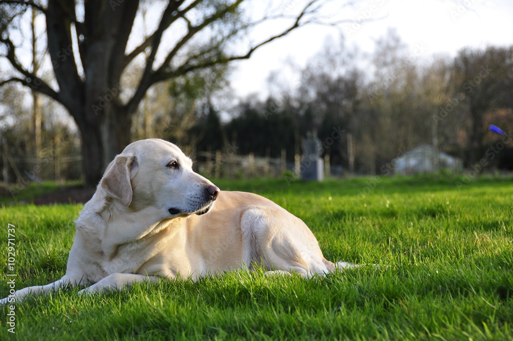 Chien, Labrador