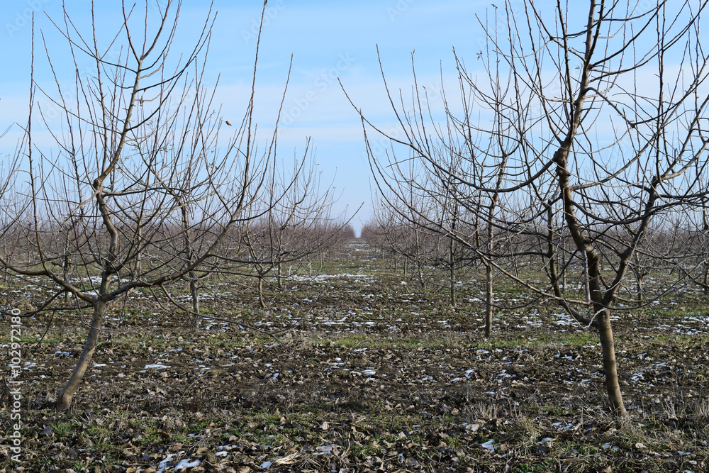 Obraz premium Young apple orchard