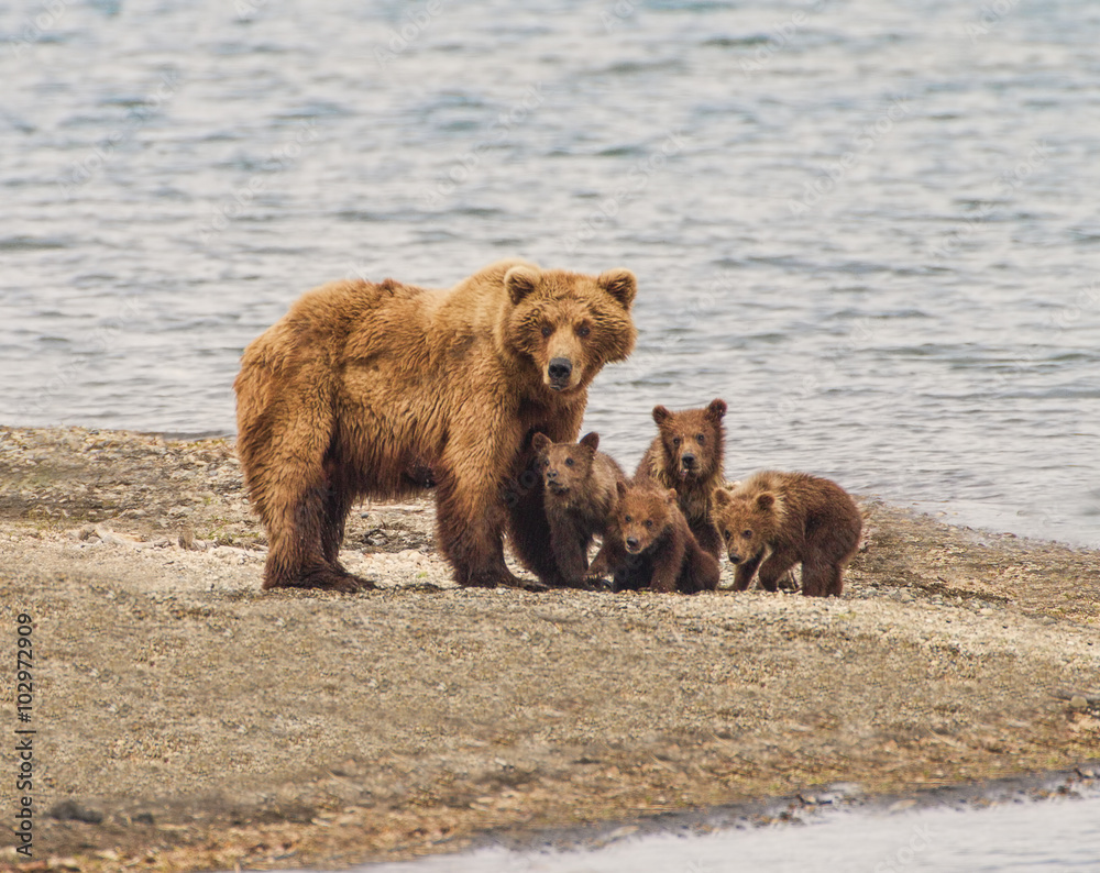 Fototapeta premium Grizzly Bear Family of Five - a sow and four cubs focus their attention on an incomiing intruder at Katmai National Park, Alaska. Is it a threat? 