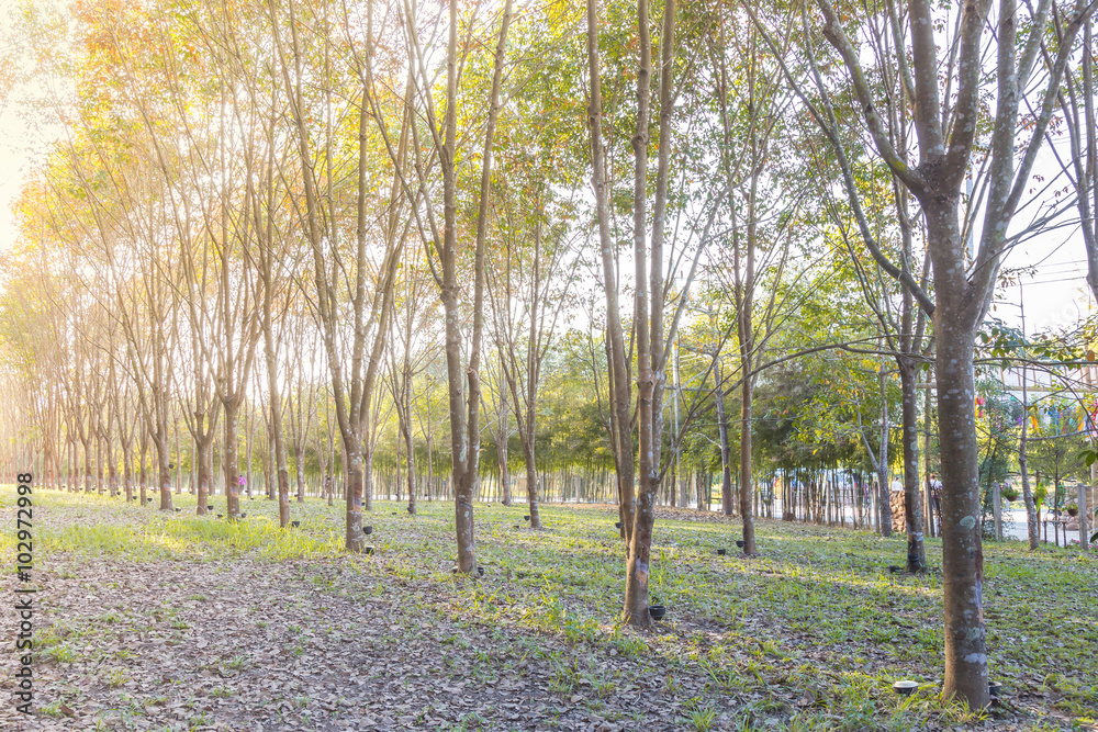 Obraz premium Rubber Plantation