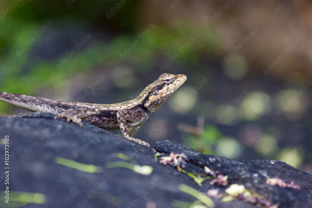 ndia has many lizards that spend there time basking in the sun and catching pesky flies that would normally be considered a nuisance. ndia has many lizards that spend there time basking in the sun and catching pesky flies that would normally be considered a nuisance.