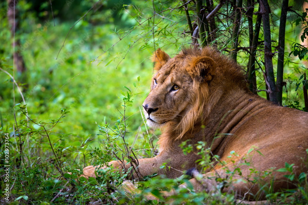 Naklejka premium The very rare Asiatic Lion in a national park in India. These national treasures are now being protected, but due to urban growth they will never be able to roam India as they used to. 