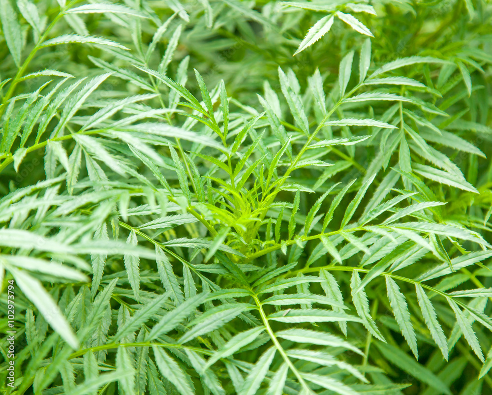 green leaves, spring background green leaves, spring background