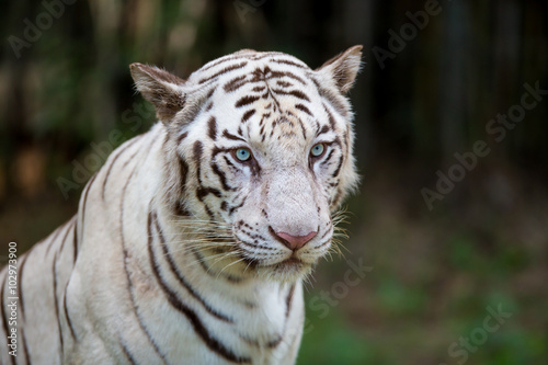 Fototapeta Naklejka Na Ścianę i Meble -  White Tiger in a national park in India. These national treasures are now being protected, but due to urban growth they will never be able to roam India as they used to. 