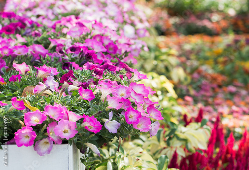 Pink petunia flower