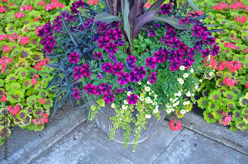 Colorful petunias and geraniums garden