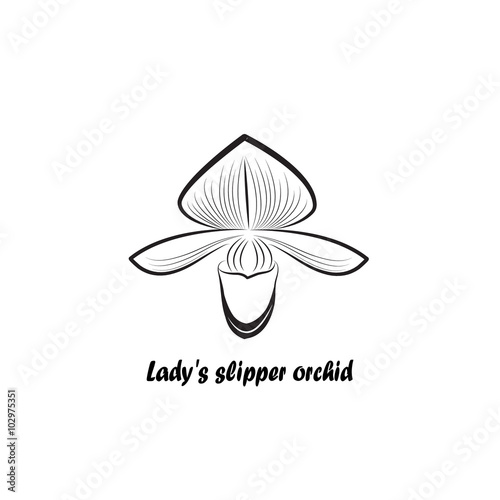 Orchids, Flower Line Sketch, Vector Illustration.