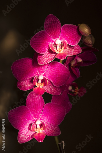 Fototapeta Naklejka Na Ścianę i Meble -  Phalaenopsis orchids