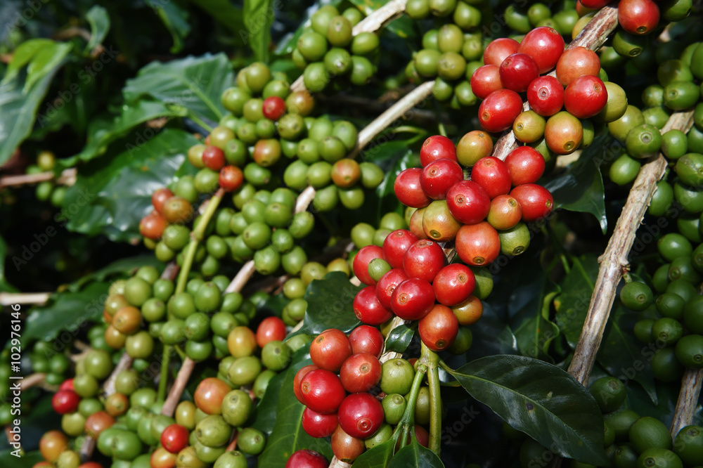 Coffee beans ripening on a tree.