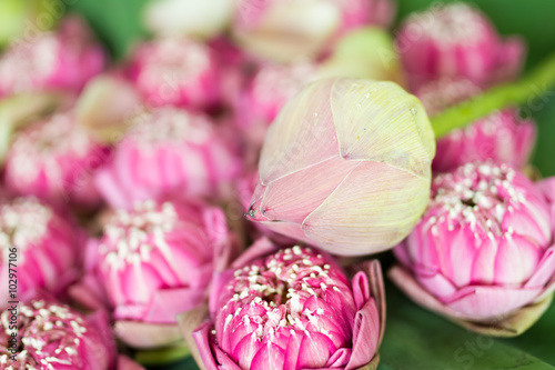 pink lotus flower on leaves