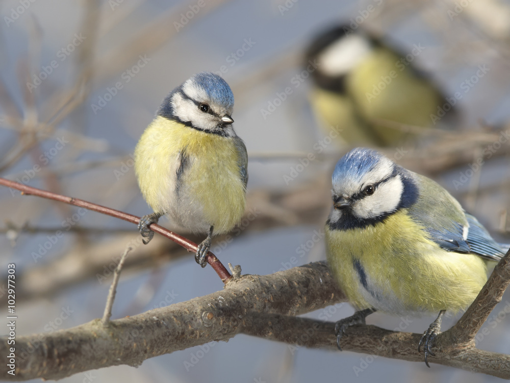 Fototapeta premium Titmouse on branches