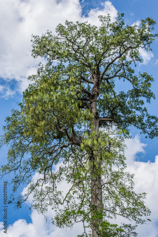 Obraz premium Bigtrees with sky background