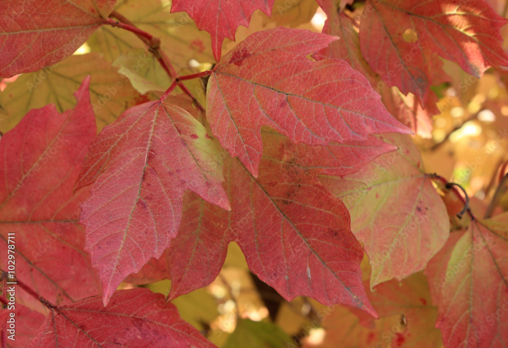 Autumn colors. Red leaves of viburnum Autumn colors. Red leaves of viburnum
