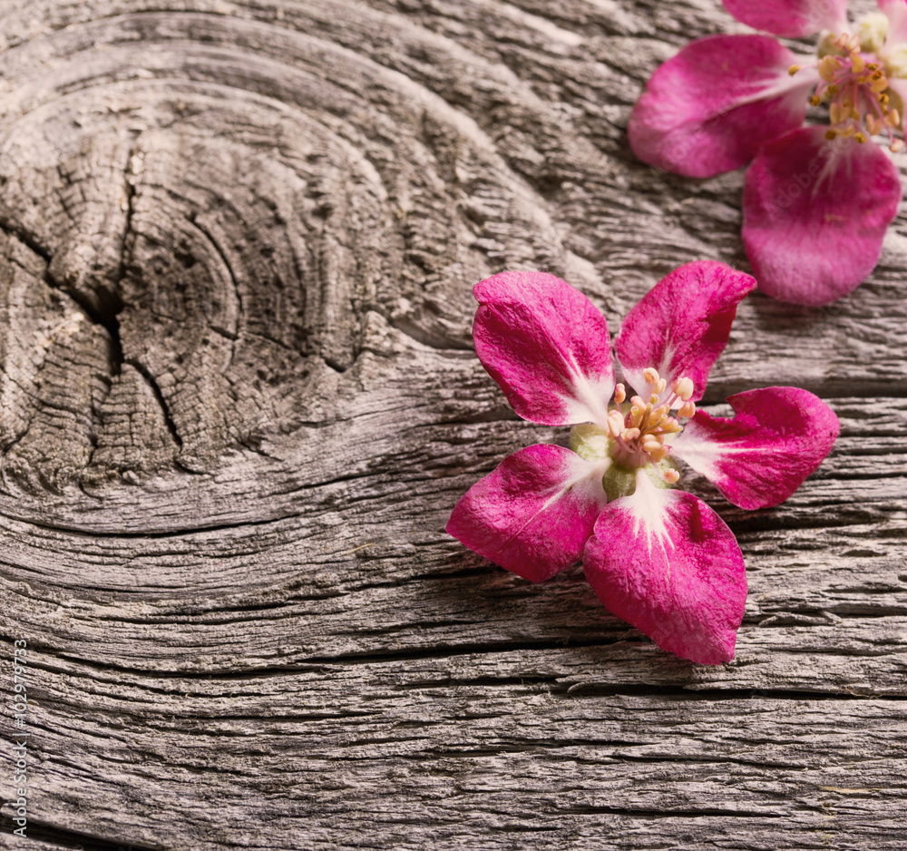 Fototapeta premium apple flowers on wooden background
