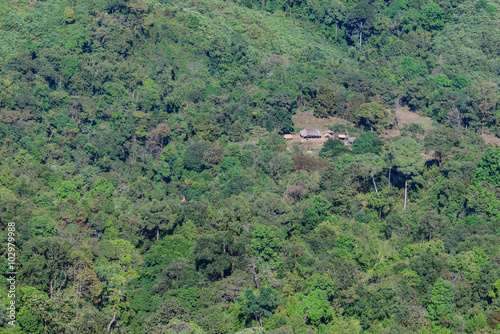 House among the green forest.