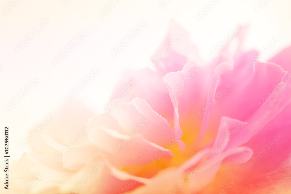 sweet pink rose petals in soft color and blur style for romantic background
