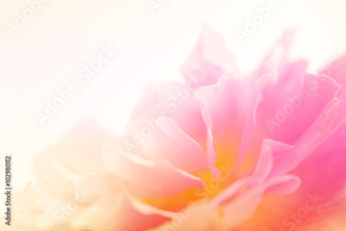 sweet pink rose petals in soft color and blur style for romantic background 
