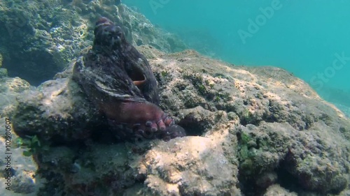funky Cyane's octopus (Octopus cyanea) hiding in a hole, Indian Ocean, Hikkaduwa, Sri Lanka, South Asia
 photo