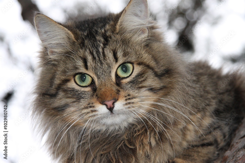 cat cat