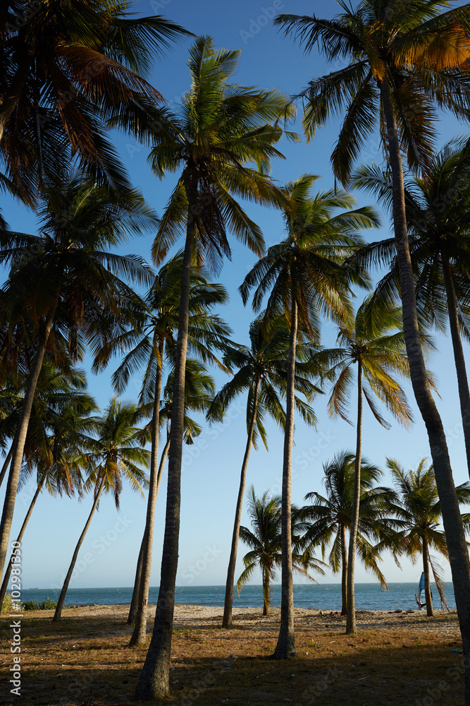 landscapes with palm trees in Vietnam landscapes with palm trees in Vietnam