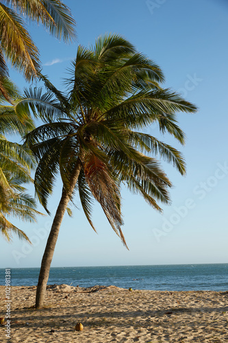 landscapes with palm trees in Vietnam
