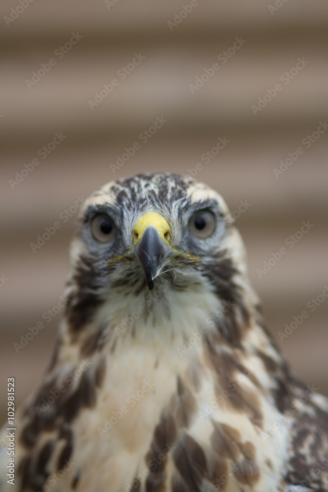 Close portrait of Buzzard Portrait (Buteo buteo) with a small feather stuck to his beak.