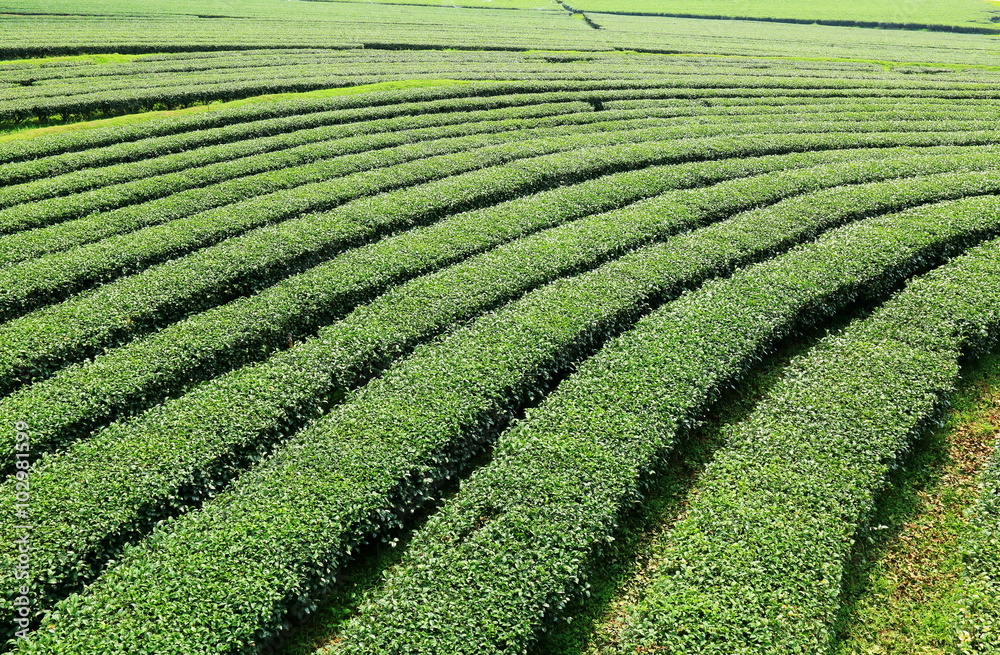 Tea plantation landscape at Northern of Thailand.