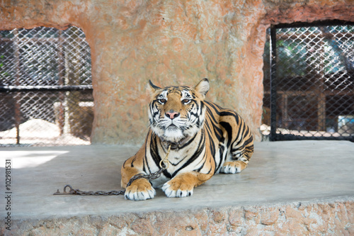 chained tiger photo