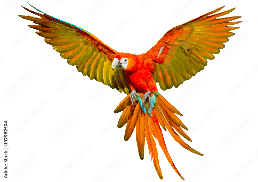 Fototapeta premium Papuga latająca ręka rysować i malować na białej tło wektoru ilustraci.