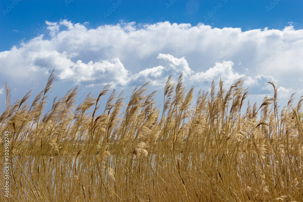 Fototapeta premium Reed beds around a lake on the background of sky
