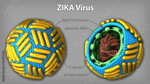 Zika virus structure concept. 3D render of Zika virus (ZIKV) showing distinct 3-like organisation of surface dimers of genus Flavivirus and internal structure of the virus photo