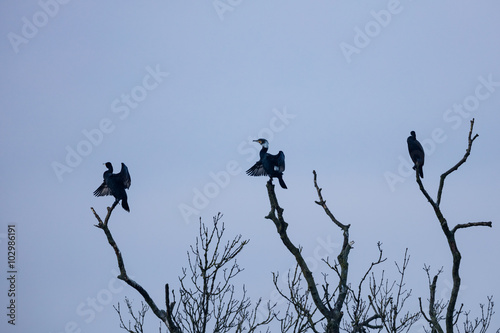 Three cormorants (Phalacrocorax carbo) sit on a dead tree branch.Drying out and enjoying the morning sun.