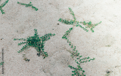 Green leaf on sand beach