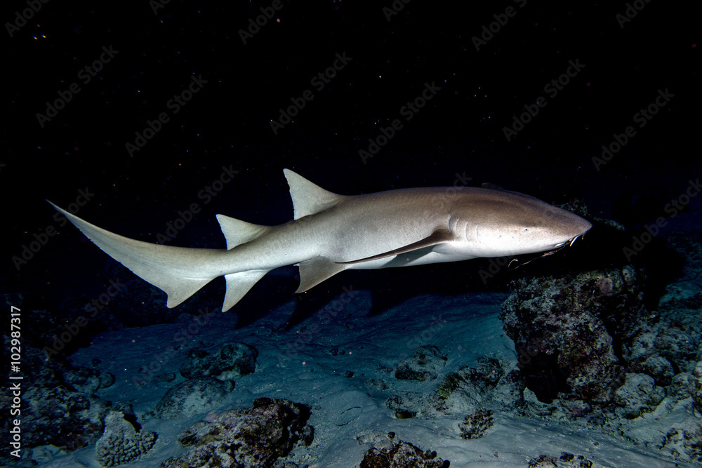 Naklejka premium Nurse Shark close up on black at night