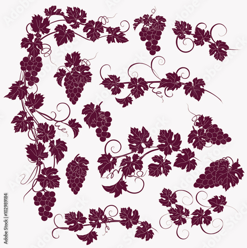 Vector design elements in vintage style with vines.