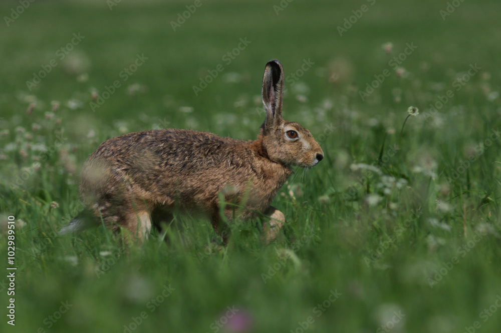 Fototapeta premium Feldhase