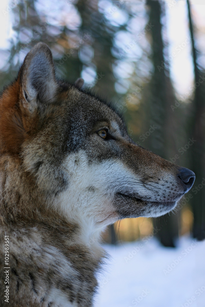 Wolf Wolf