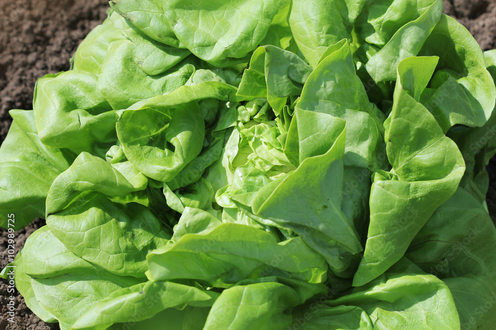 healthy lettuce growing in the soil healthy lettuce growing in the soil