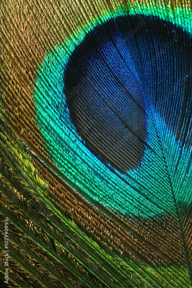 Fototapeta premium Closeup of peacock feather