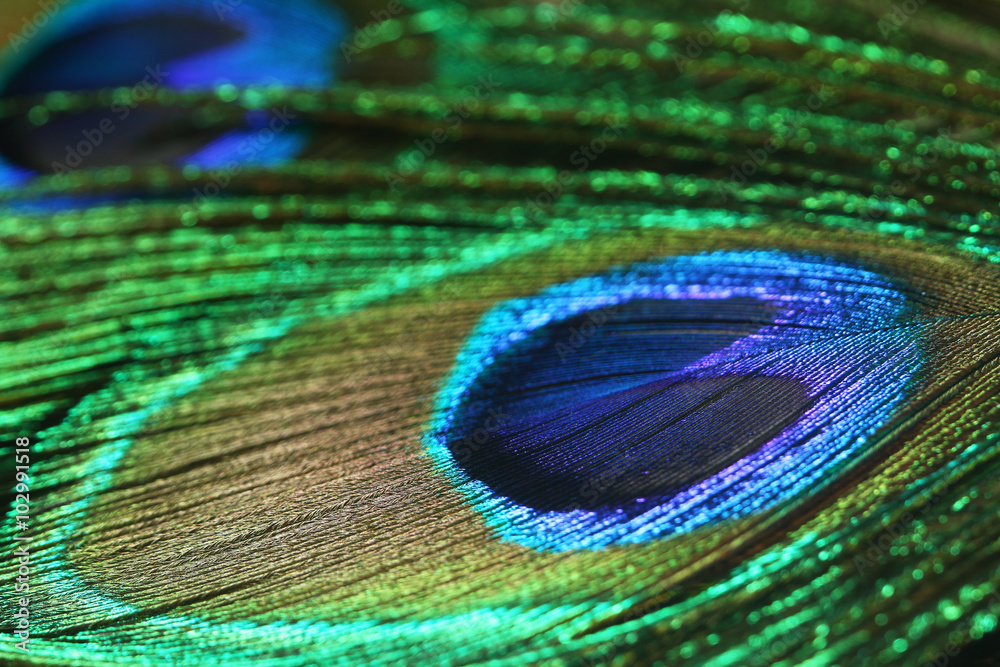 Naklejka premium Closeup of peacock feather