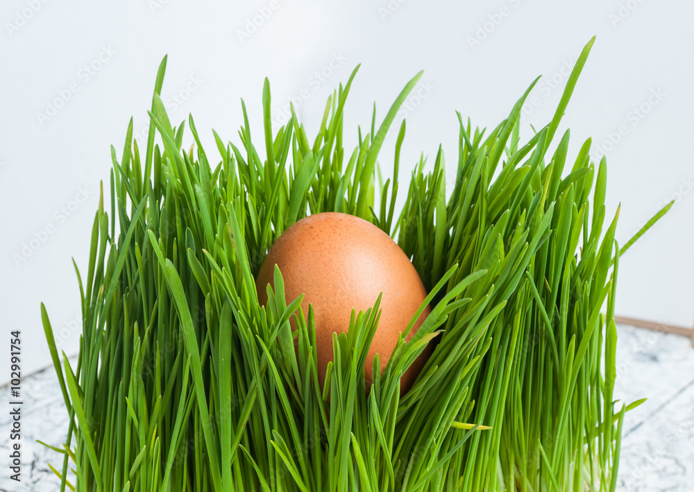 Easter egg in fresh green grass