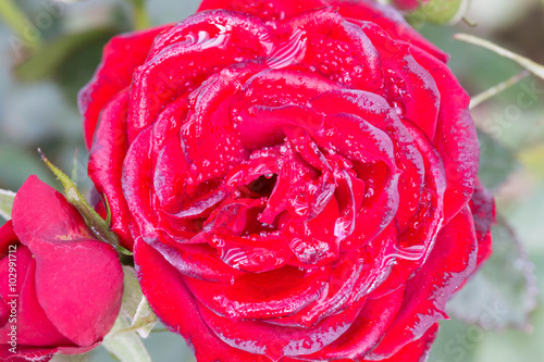 Red roses close up. Background.