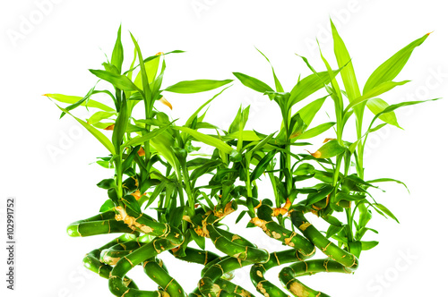 Bamboo isolated on white background