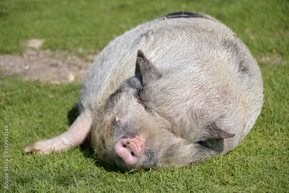 Miniature pig (sus) sleeping on grass view of front Miniature pig (sus) sleeping on grass view of front