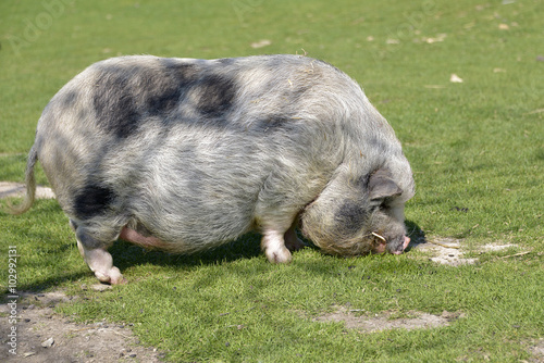 Miniature pig (sus) on grass view of profile